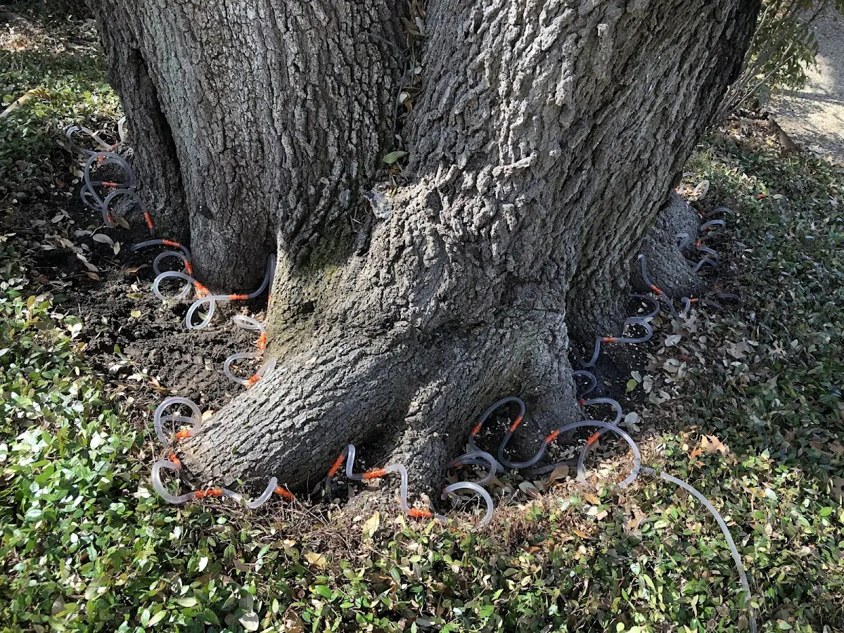 Detailed Tree Cabling and Bracing job site in Romeo